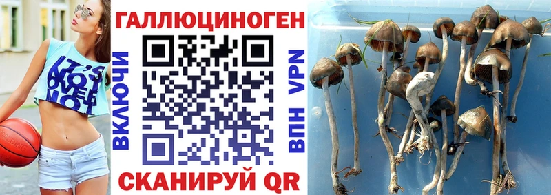 Псилоцибиновые грибы Psilocybe  Курск 